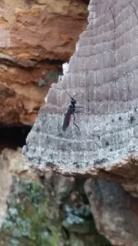 Help ID these wood eating bugs!