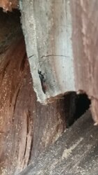 Help ID these wood eating bugs!