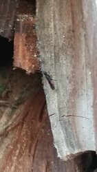 Help ID these wood eating bugs!