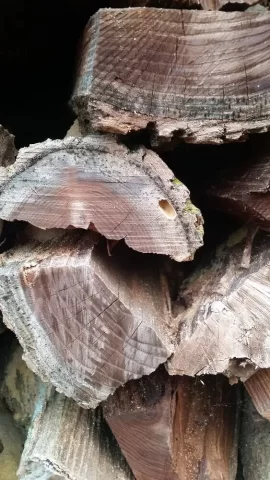 Help ID these wood eating bugs!