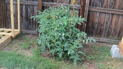 tomato plant 7-30-21 001.JPG