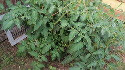 tomato plant 7-30-21 002.JPG