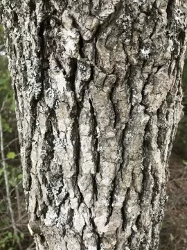 [Hearth.com] Tree ID - Persimmon?
