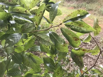 [Hearth.com] Tree ID - Persimmon?