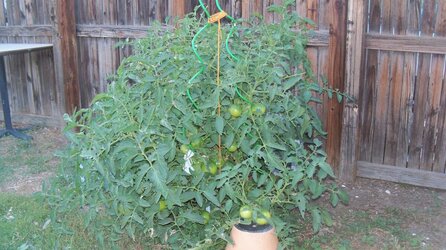 tomato plant and wood shed 002.JPG