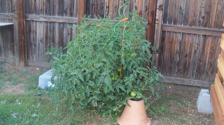 tomato plant and wood shed 001.JPG