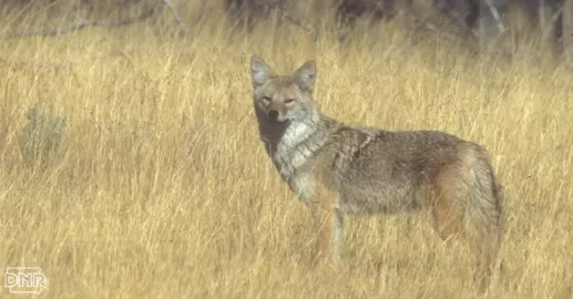[Hearth.com] Wolf