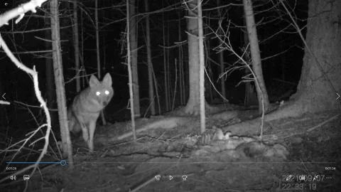 [Hearth.com] Wolf