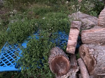How do you manage overgrowth near wood piles? Tips and tricks.