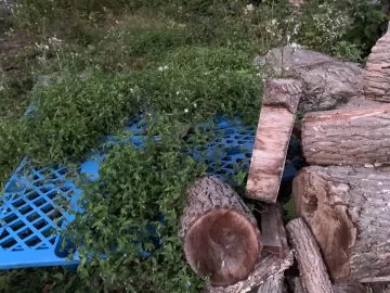[Hearth.com] How do you manage overgrowth near wood piles? Tips and tricks.