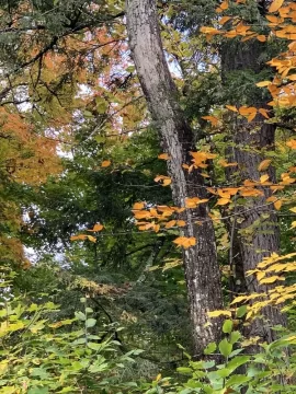 [Hearth.com] I usually do not ask this…..tree id!