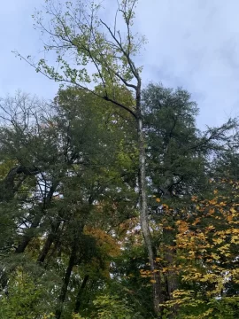 [Hearth.com] I usually do not ask this…..tree id!