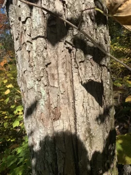 [Hearth.com] I usually do not ask this…..tree id!