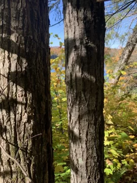 [Hearth.com] I usually do not ask this…..tree id!