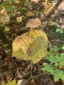 [Hearth.com] I usually do not ask this…..tree id!
