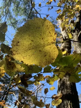 [Hearth.com] I usually do not ask this…..tree id!