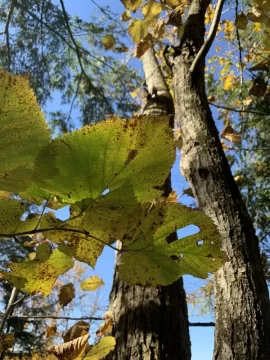 [Hearth.com] I usually do not ask this…..tree id!