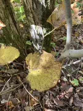 [Hearth.com] I usually do not ask this…..tree id!