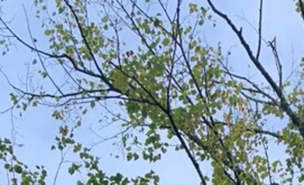 [Hearth.com] I usually do not ask this…..tree id!