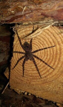 Large Spiders making a home in my wood shed