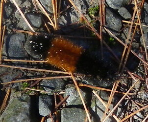WOOLLY BEAR CATERPILLARS AND WEATHER PREDICTION