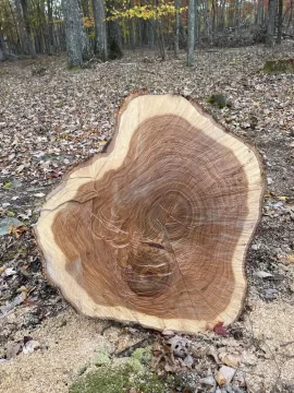 [Hearth.com] Tiger print...