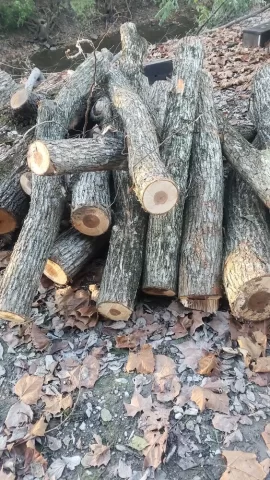 Help with wood ID