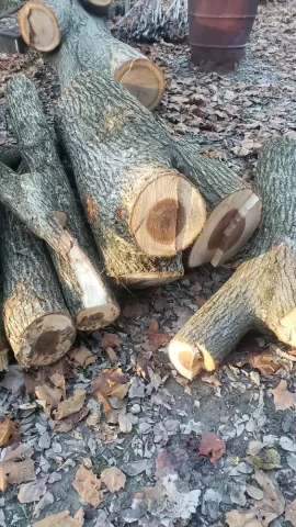 Help with wood ID