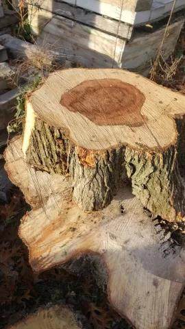 Help with wood ID