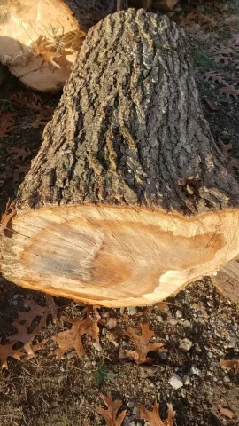 Help with wood ID