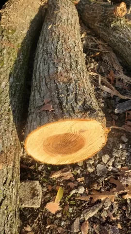 Help with wood ID