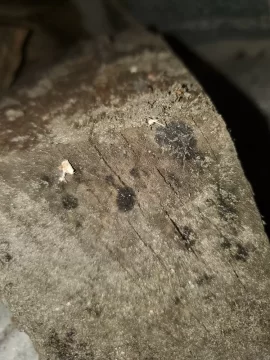 [Hearth.com] Moldy wood