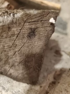 [Hearth.com] Moldy wood