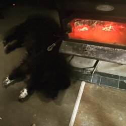 Puppies and stoves