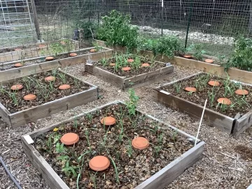 2021 Garden Thread