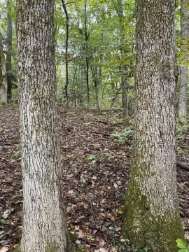 Dead trees, how long is the wood good?