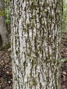 Dead trees, how long is the wood good?