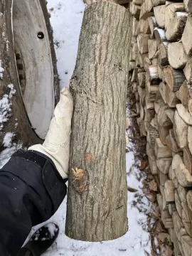 Dead trees, how long is the wood good?