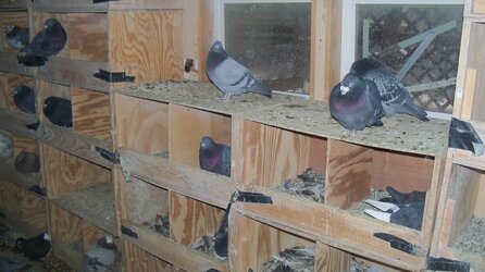 birdies and stove collar 004.JPG