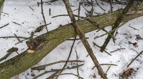 Dead trees, how long is the wood good?