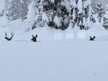 [Hearth.com] I found the snow!