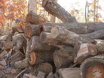 Limb Wood Vs Split Wood