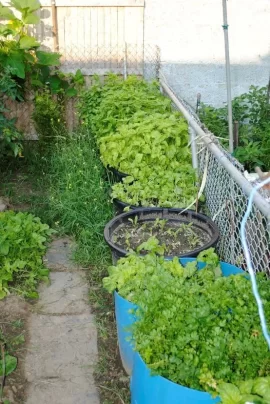 [Hearth.com] Pictures from the Garden