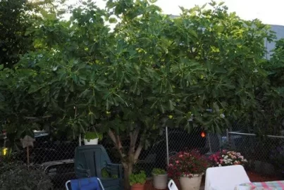 [Hearth.com] Pictures from the Garden