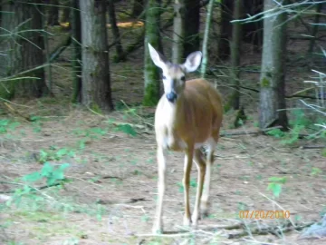 [Hearth.com] Must Have a Fawn Around
