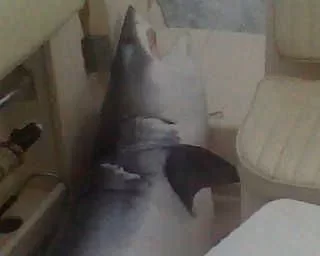[Hearth.com] Shark Fishing