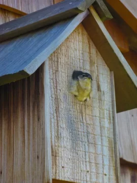 [Hearth.com] Summer shots: birds and bugs