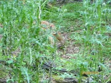 [Hearth.com] Fawn Pictures