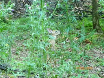 [Hearth.com] Fawn Pictures