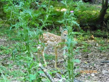 [Hearth.com] Fawn Pictures